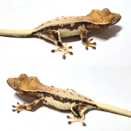 NPV Lilly White Crested Gecko