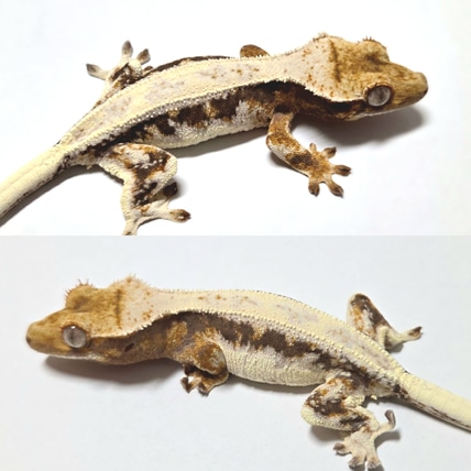 NPV Lilly White Crested Gecko