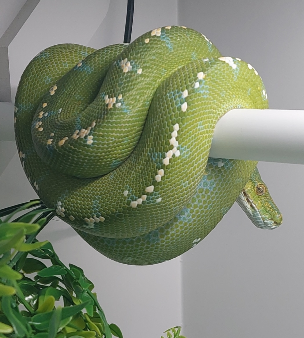Aru Female Green Tree Python by Hex reptiles - MorphMarket