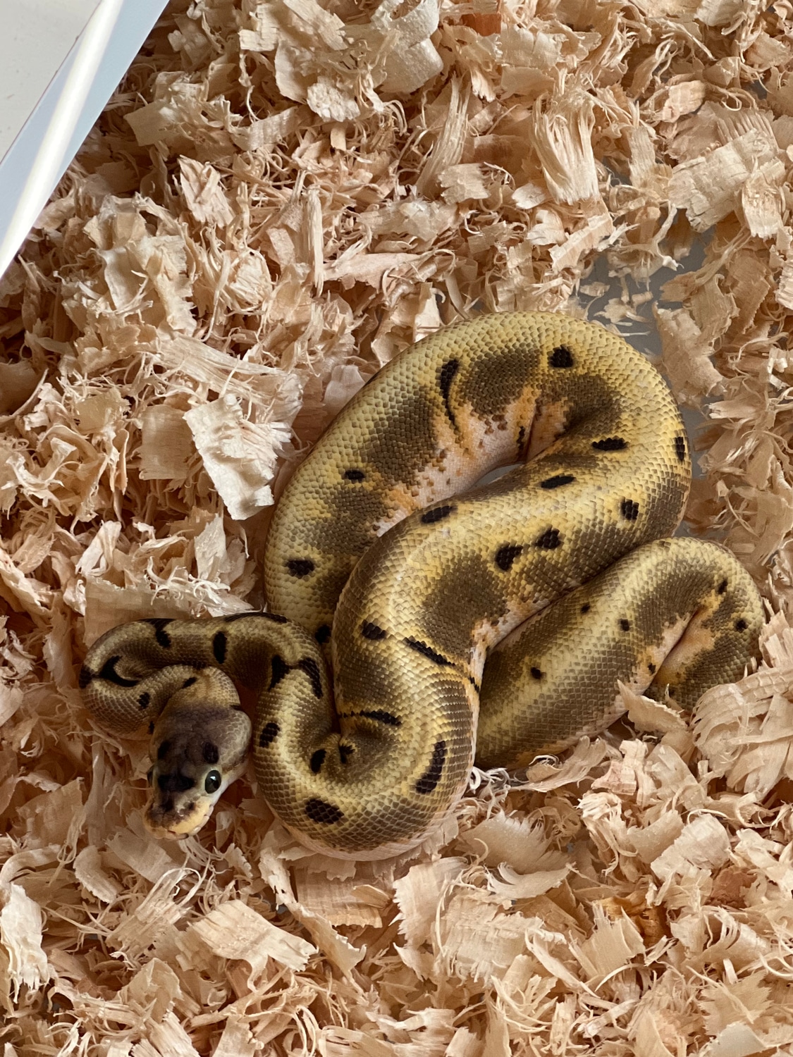 Leopard Super Enchi Spider Ball Python by A&G ball pythons - MorphMarket