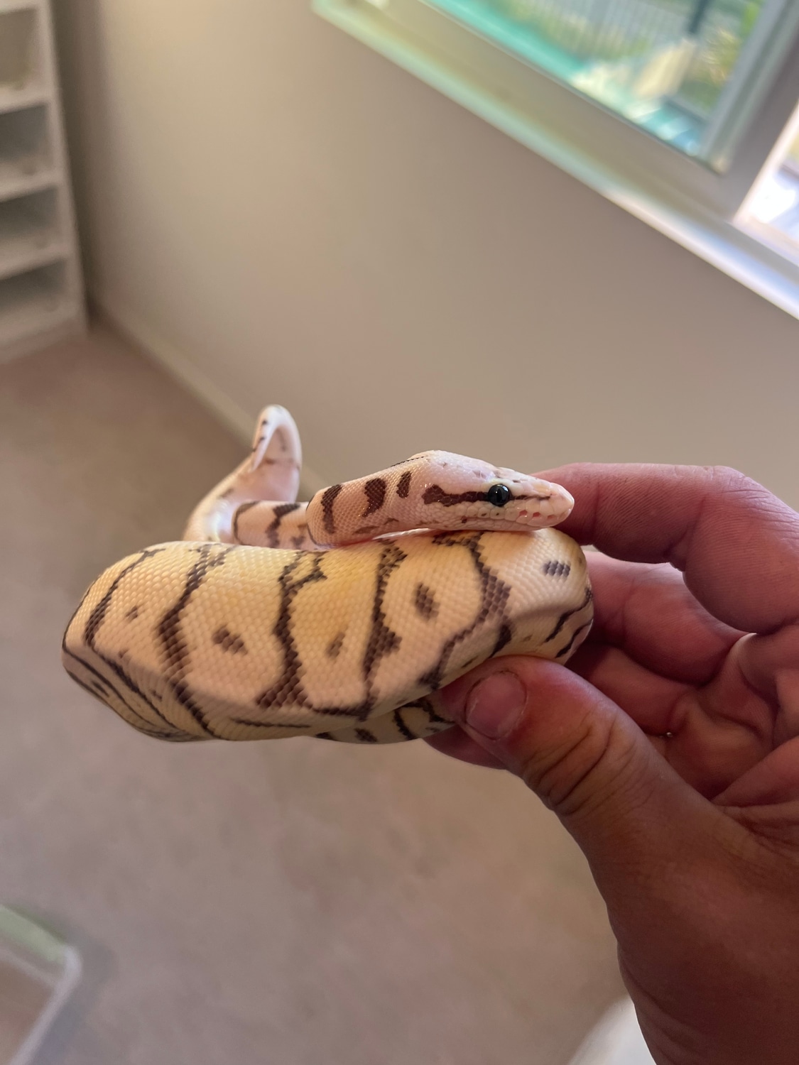 Super Pastel Enchi Spider Ball Python by A&G ball pythons - MorphMarket
