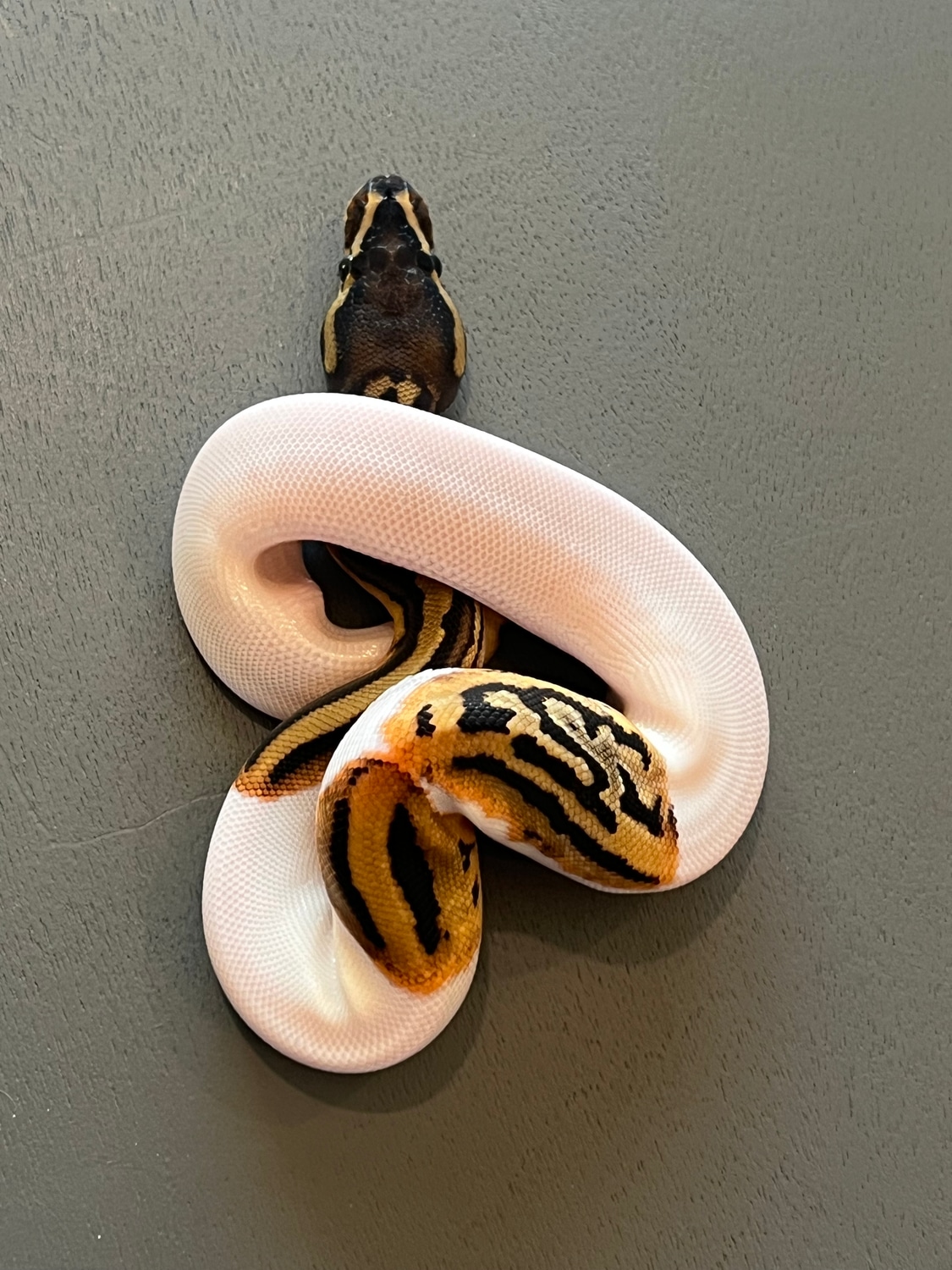 Leopard Pied Ball Python by A&G ball pythons - MorphMarket