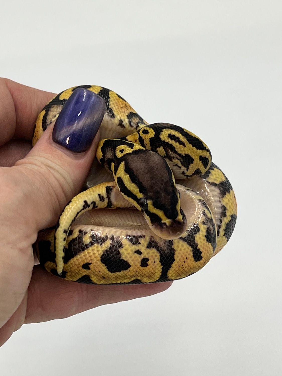 Pastel Pos Asphalt Ball Python by Cuddle Time Critters - MorphMarket