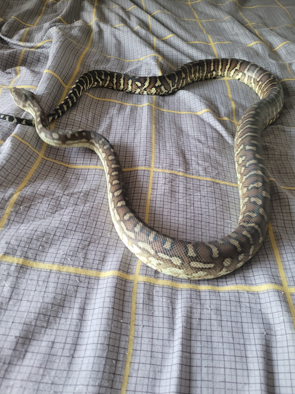 Pair Bredli Pythons Sub Adult Centralian Carpet Python by Hobbit ...