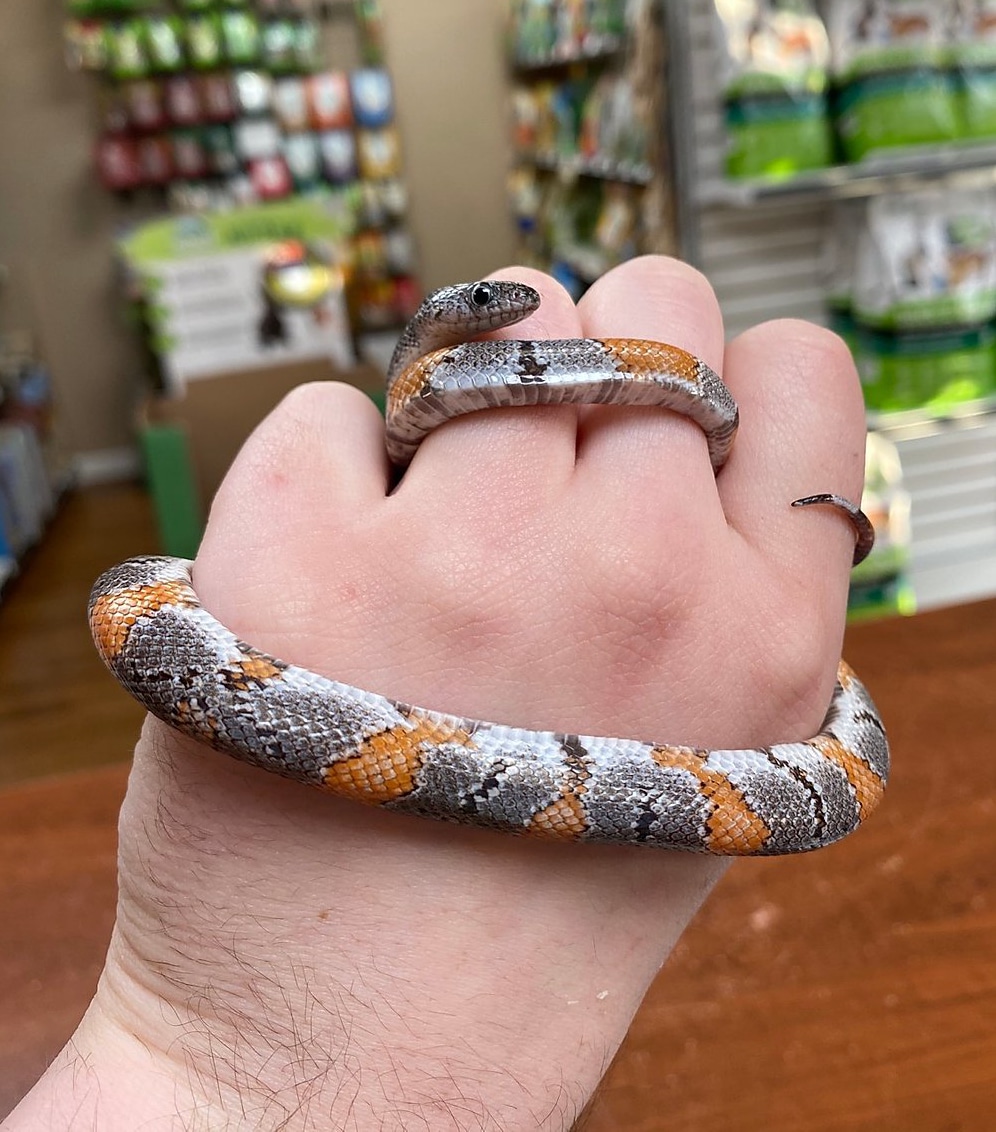 CB Grey Banded Kingsnake Graybanded Kingsnake by Animal House "Pets