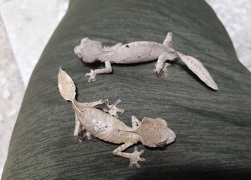 Adult Pair U.phantasticus LeafTailed Gecko by Animal House Pets