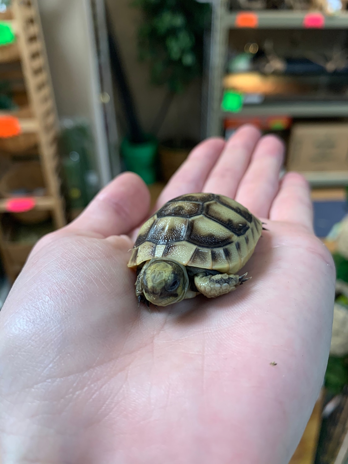 Greek Tortoise by Animal House "Pets & Supplies" MorphMarket
