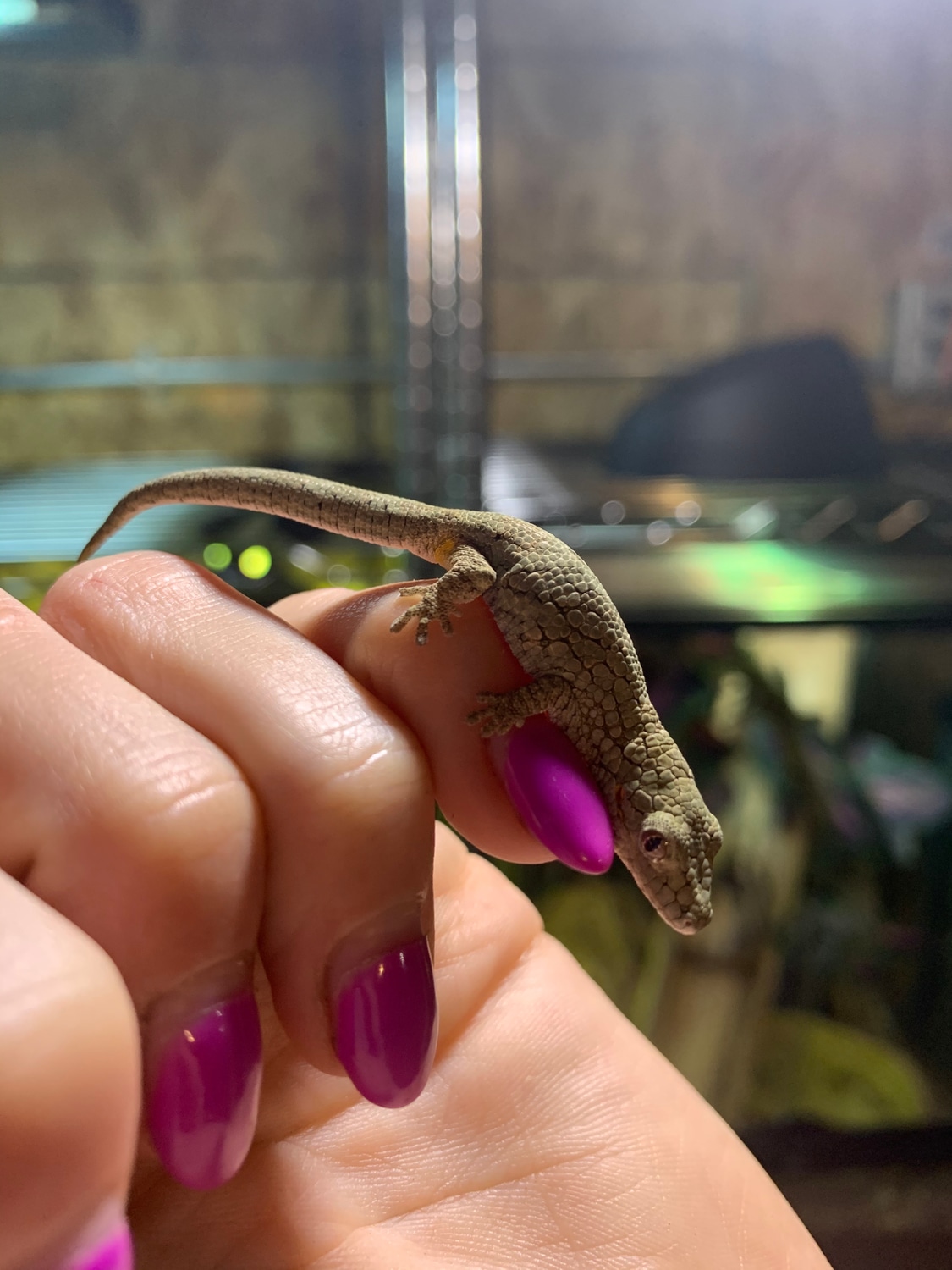 CB (PAIR) Chameleon Geckos VIEILLARDI Eurydactylodes Gecko by Animal