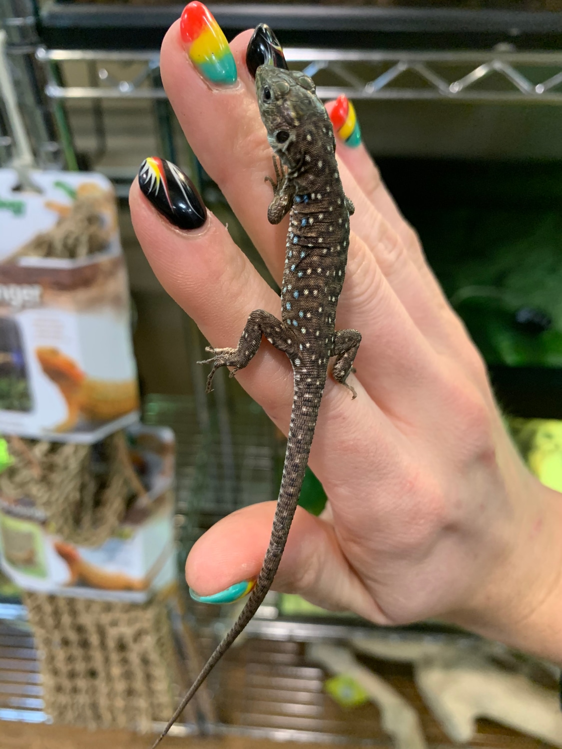CBB Jeweled LacertaTimon Lepidus Other Lizard by Animal House "Pets