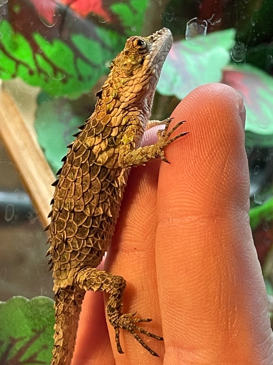 Cophotis Dumbara Other Lizard by Animal House "Pets & Supplies