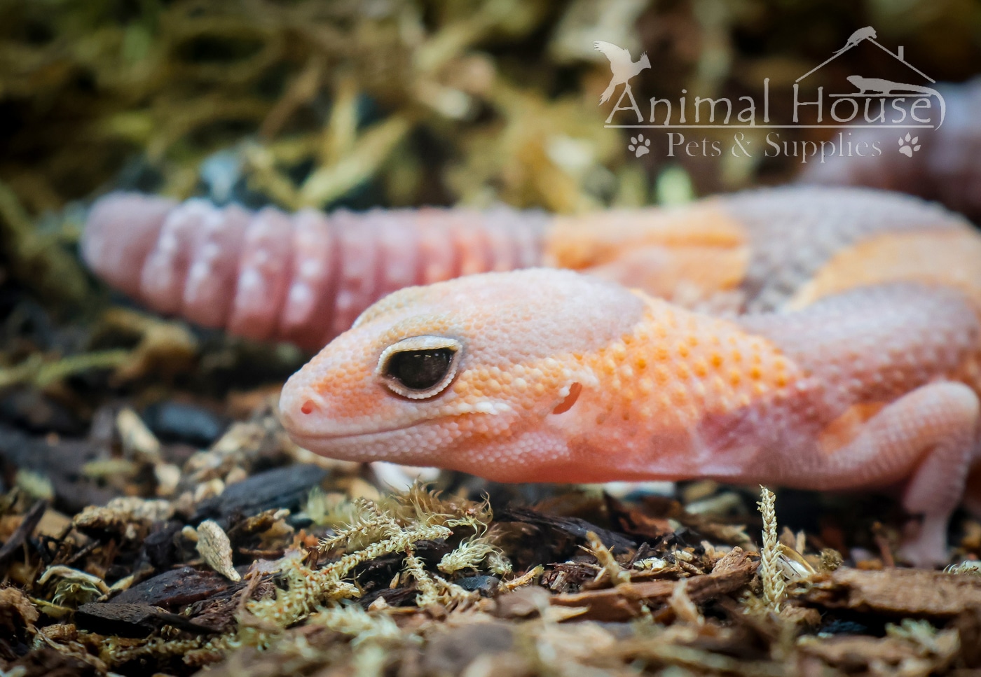 Tangerine African FatTailed Gecko by Animal House Pets & Supplies