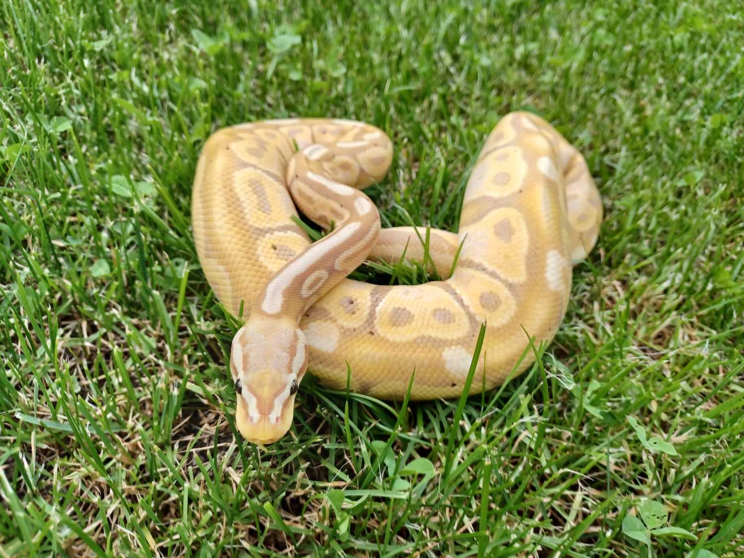 1.0 Banana Pastel Vanilla 100 Het Stripe Ball Python by Heaven