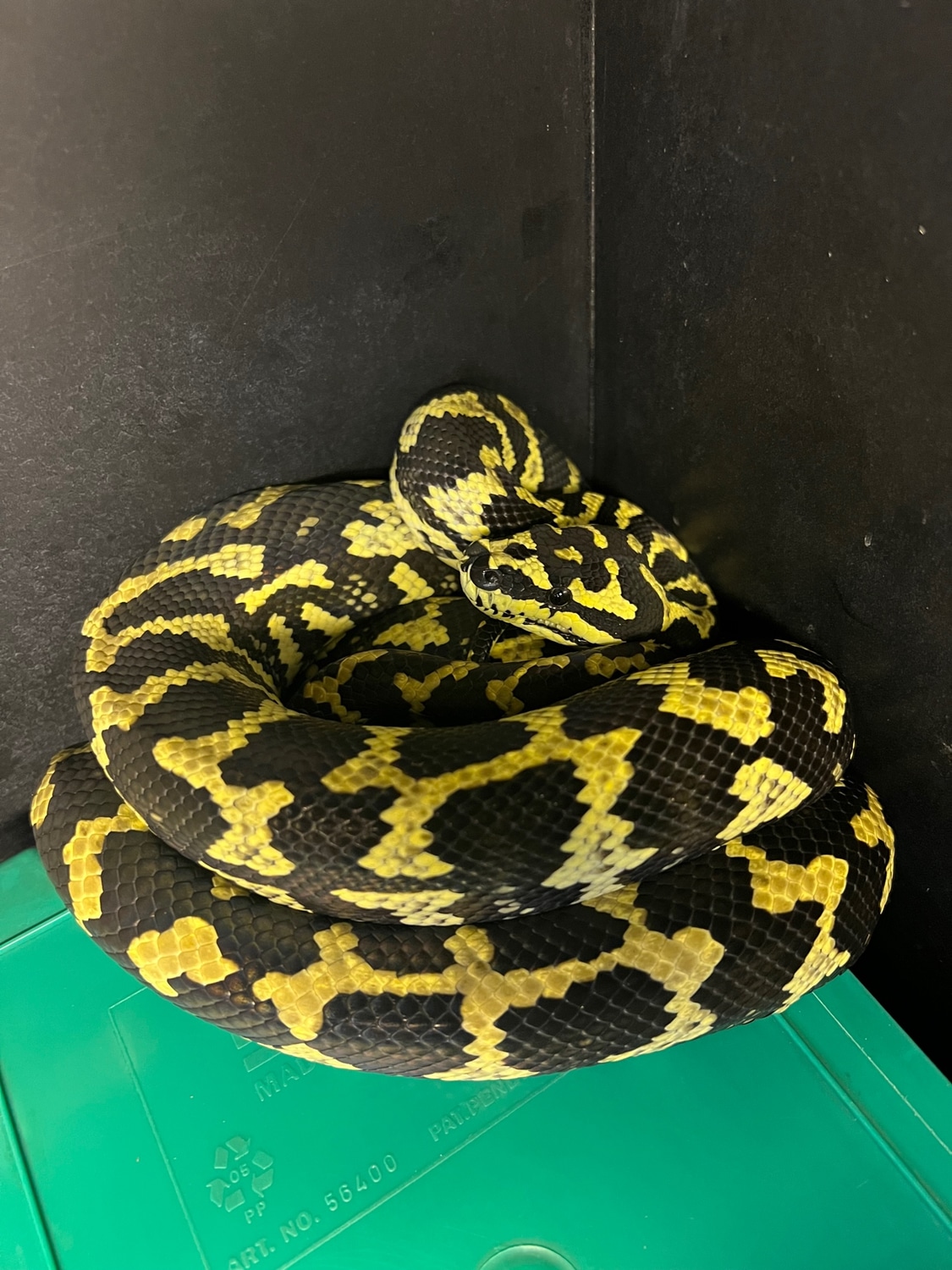 Jungle Carpet Python by Angelo - MorphMarket