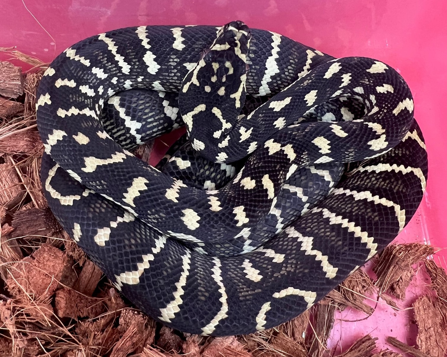 Carpet Python DJJ Sib Male 1 Other Carpet Python by t_Reptilia