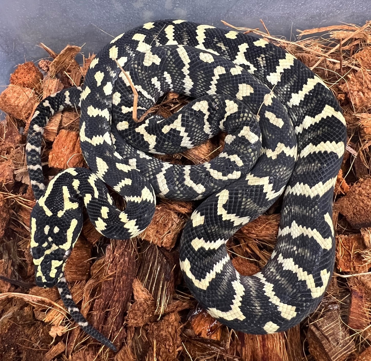 Diamond Jungle Jaguar Sibling Other Carpet Python by Angelo - MorphMarket