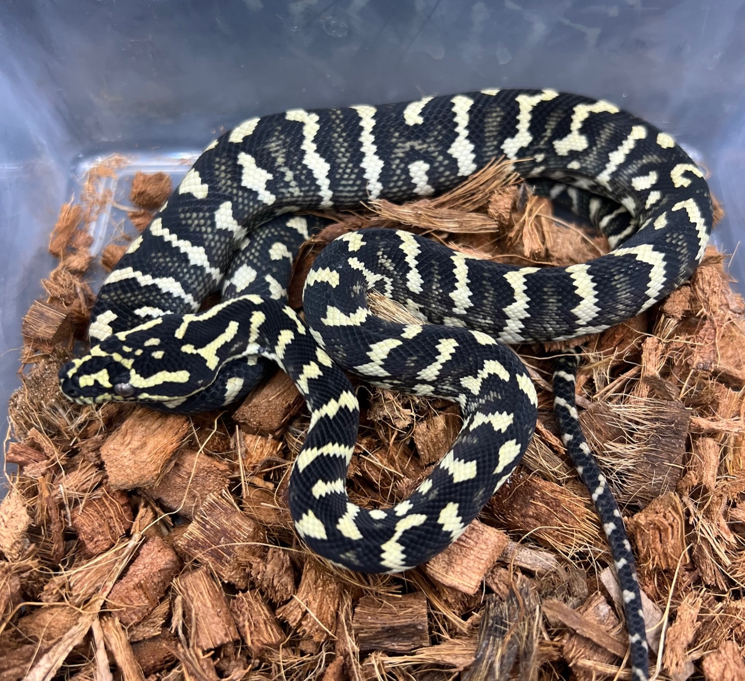 Diamond Jungle Jaguar Sibling Other Carpet Python by Angelo - MorphMarket