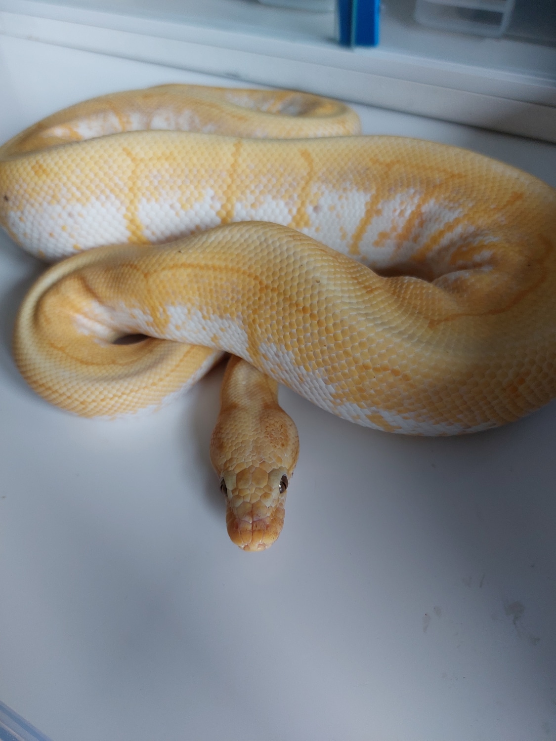 Banana Yellowbelly Spinner Ball Python by Oscana Pythons - MorphMarket