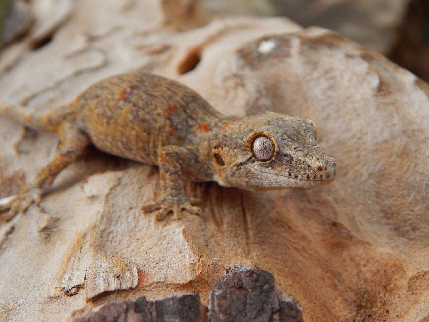 Retic Red Base Gargoyle Gecko by Eclipse exotics MorphMarket