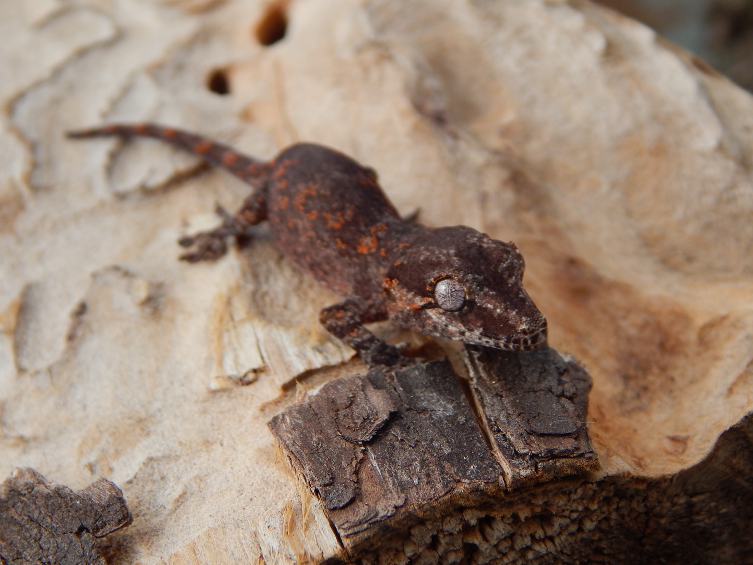 Red Base Retic Gargoyle Gecko by Eclipse exotics MorphMarket