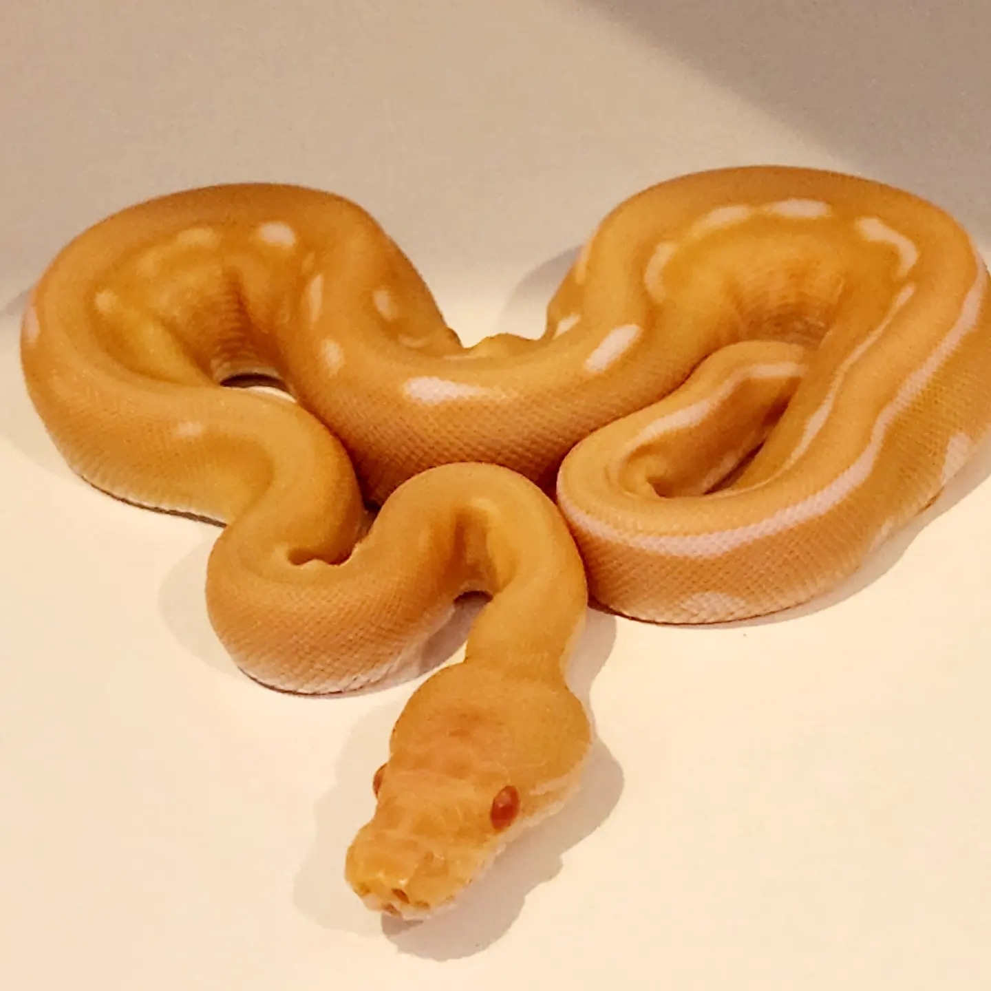 Albino Genetic Stripe Ball Python by Paper Street Pythons - MorphMarket