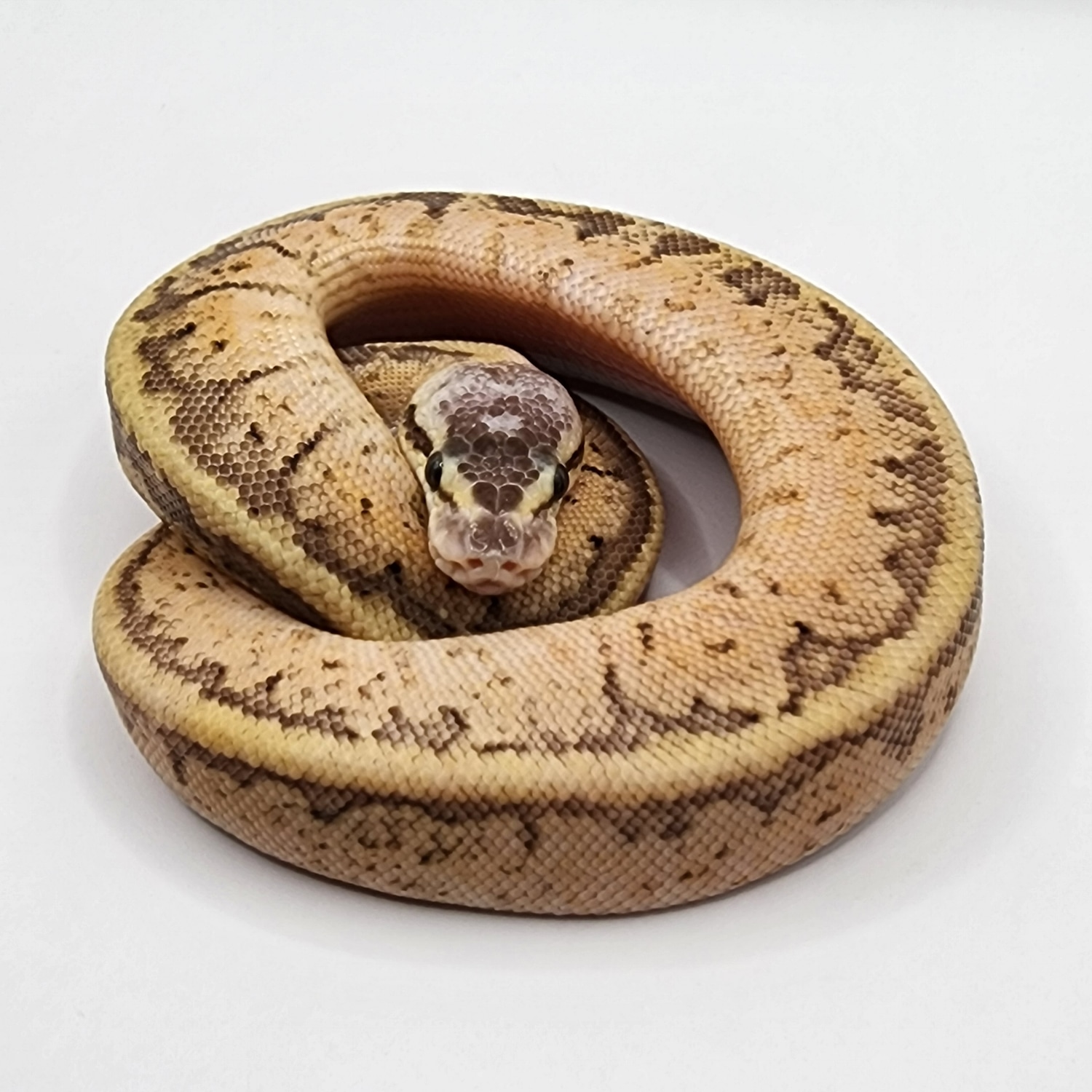 Super Pastel Pinstripe Sugar Het Hypo Ball Python by Paper Street ...