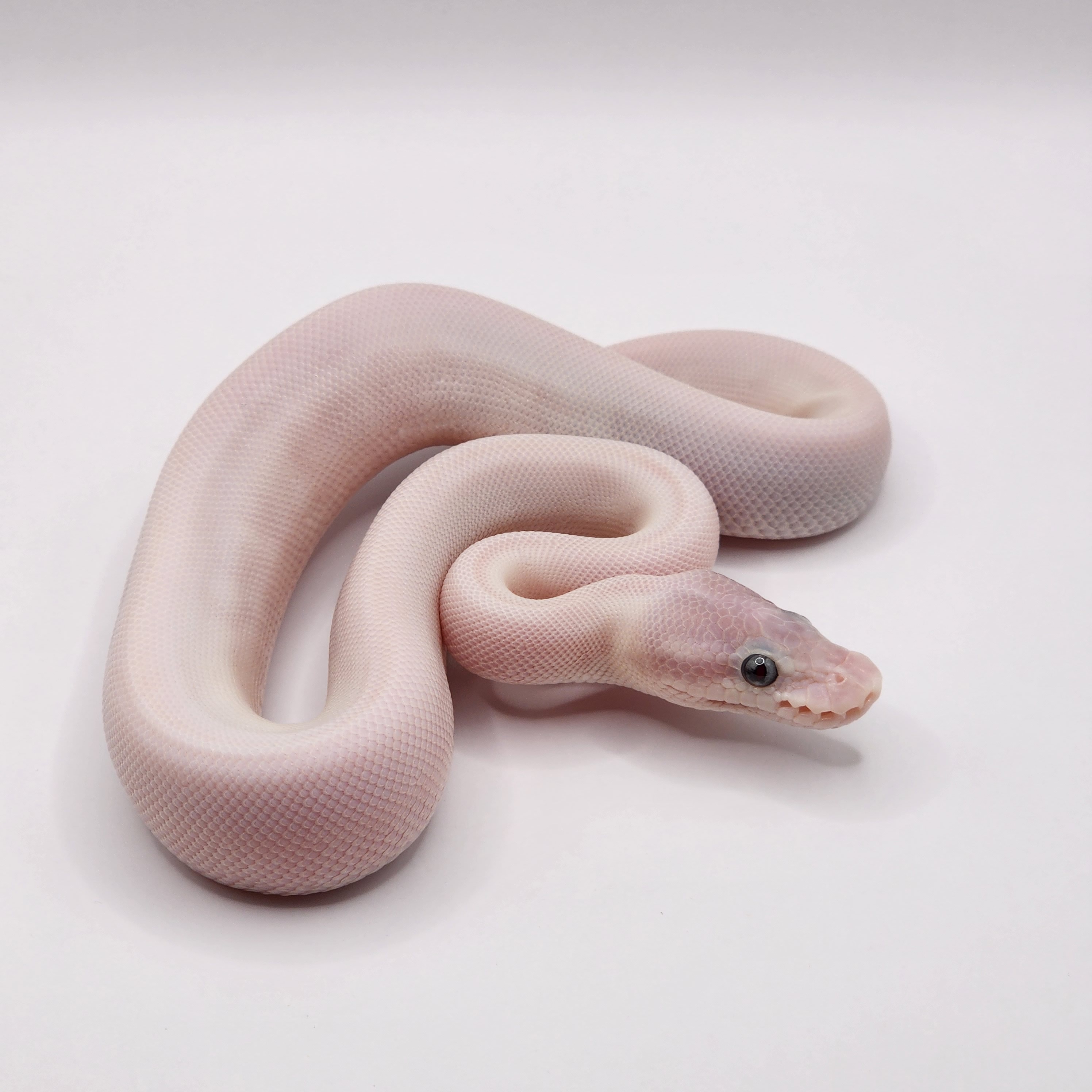Super Mojave Het Hypo Ball Pythons by Paper Street Pythons