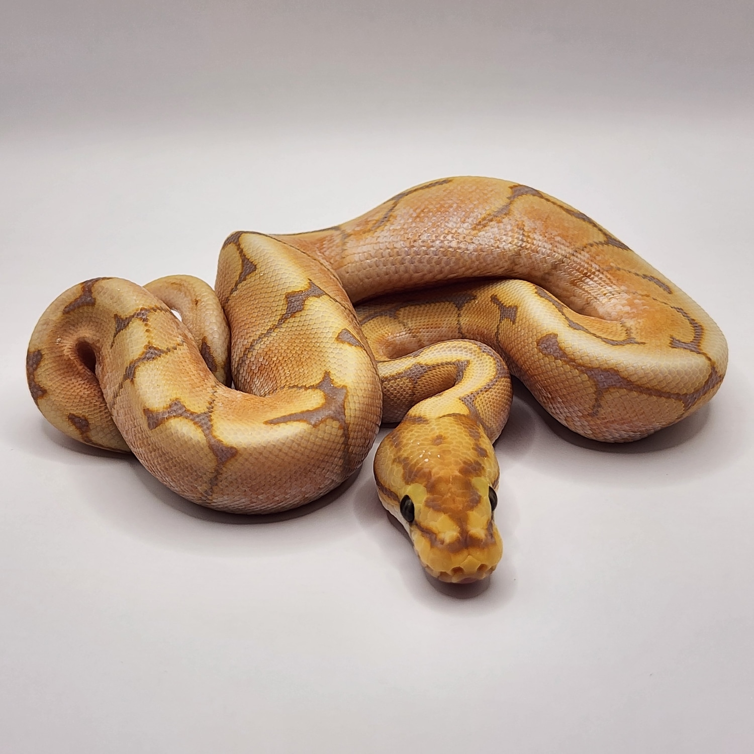 Banana Blade Spider Calico 50 Het Clown 50 Het Stripe Ball