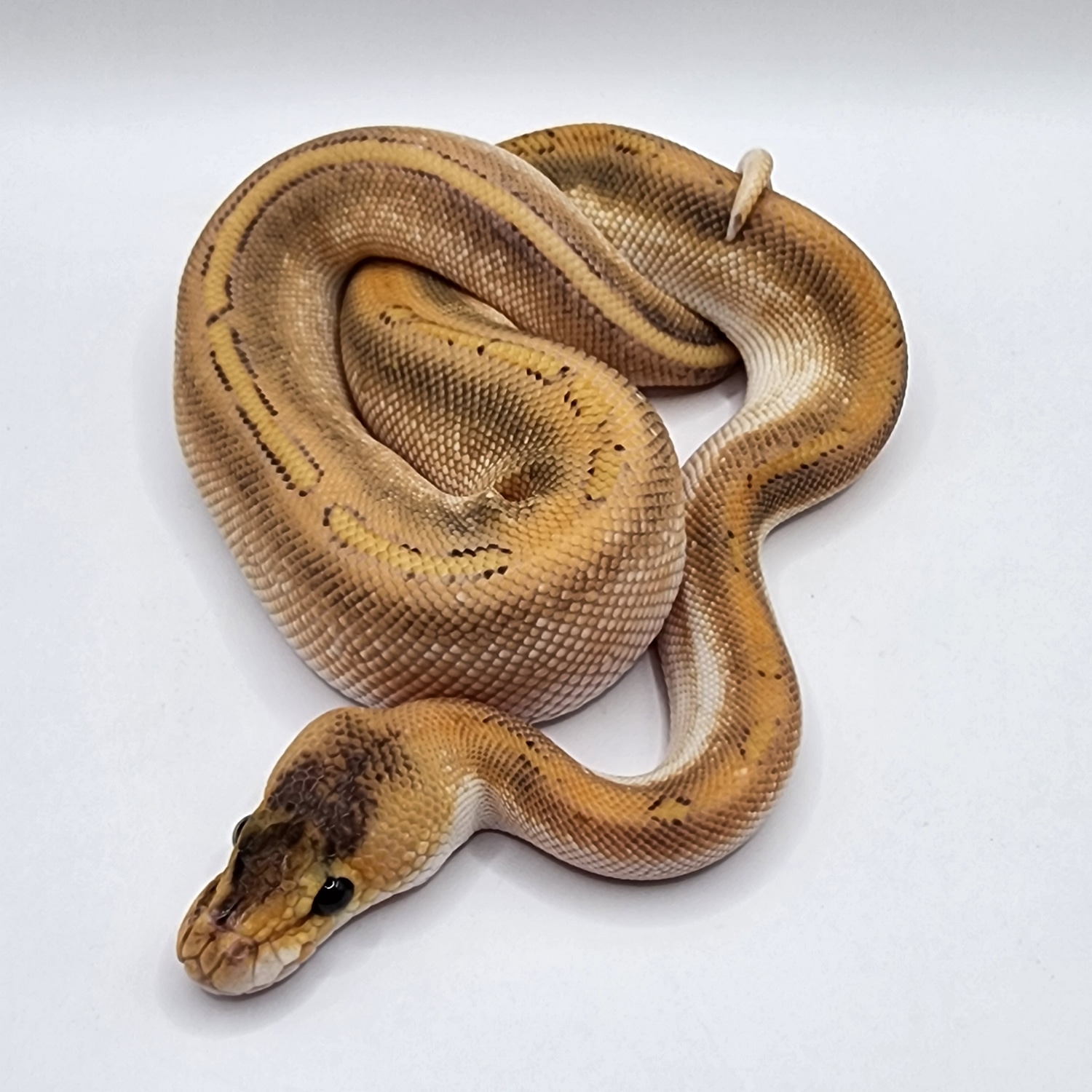Champagne Black Pastel Mojave Male Ball Python by Paper Street Pythons ...