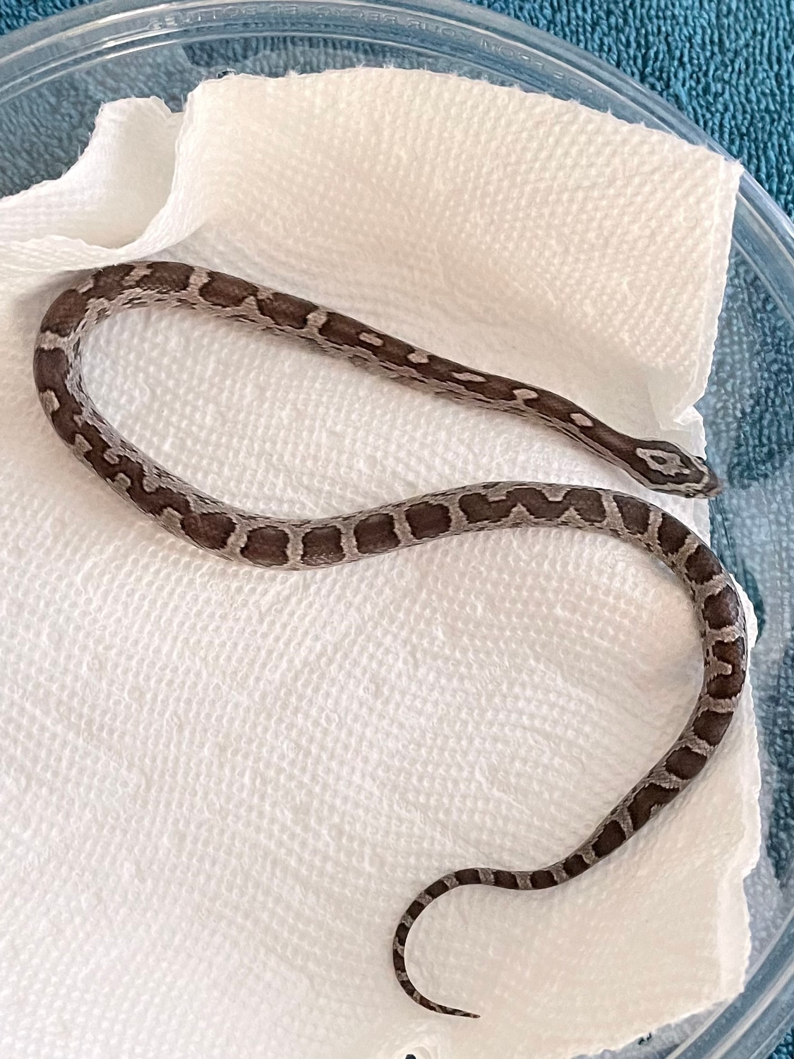 Anery Zigzag Corn Snake by Good Lord Reptiles MorphMarket