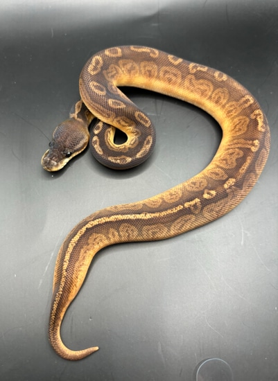 Sunset Cinnamon Ball Python by Good Lord Reptiles