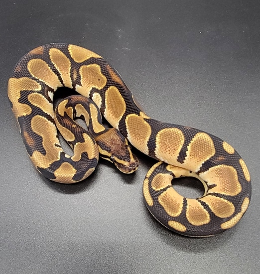Orange Dream Ball Python by The Python Closet