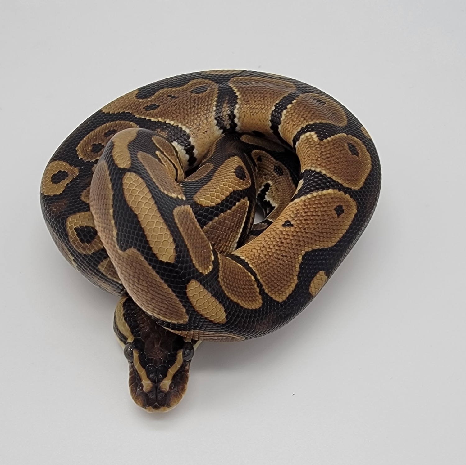 Normal Ball Python by The Python Closet - MorphMarket
