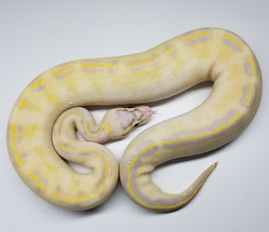 Pastel Spot Highway! Ball Python by Mandy's Morphs