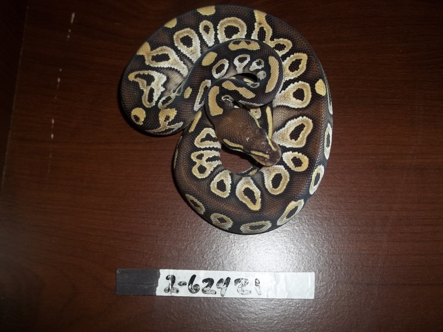 Fire Mojave Ball Python by AnR Morphs - MorphMarket