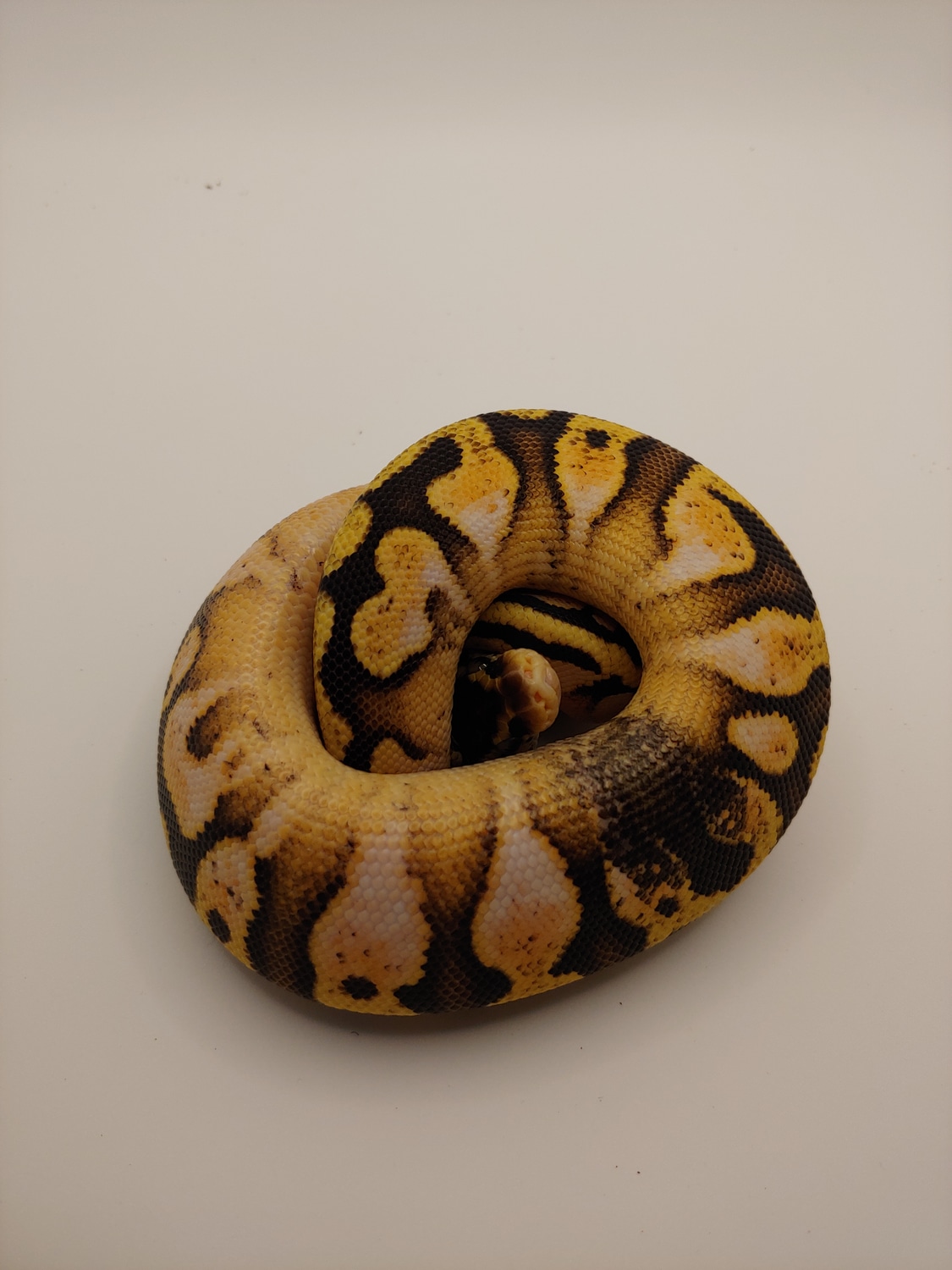Pastel Calico Het Pied Paradox Ball Python by AnR Morphs - MorphMarket