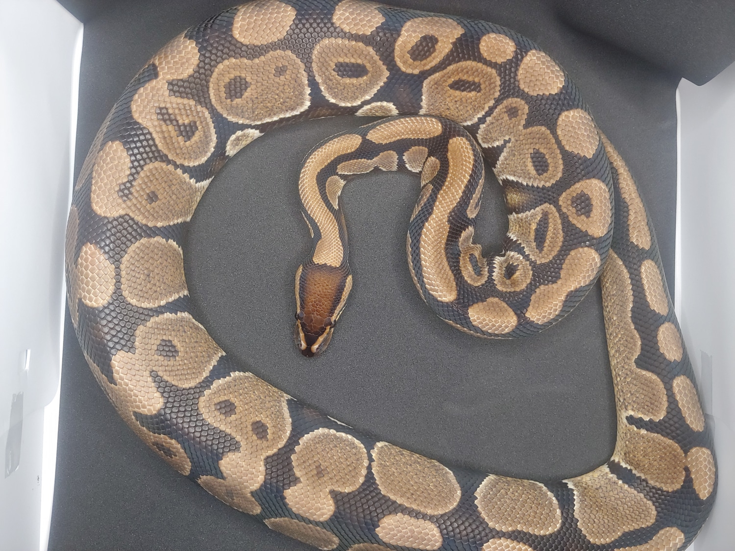 Normal Ball Python by AnR Morphs MorphMarket