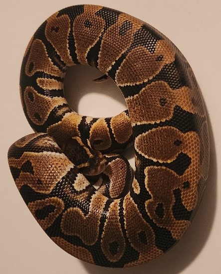 Normal Ball Python by AnR Morphs