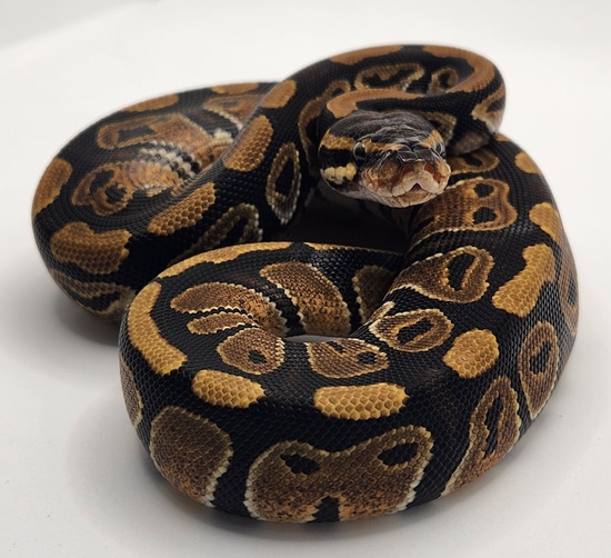 Normal Het G-stripe Ball Python by AnR Morphs