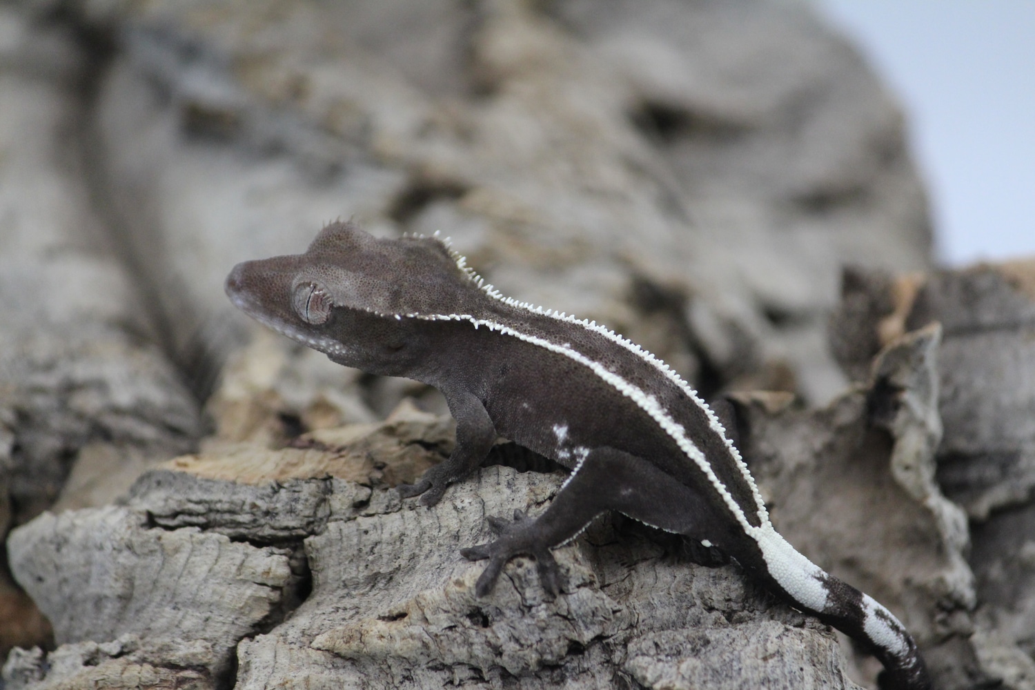 Axanthic Crested Gecko by Exotic__Heights - MorphMarket