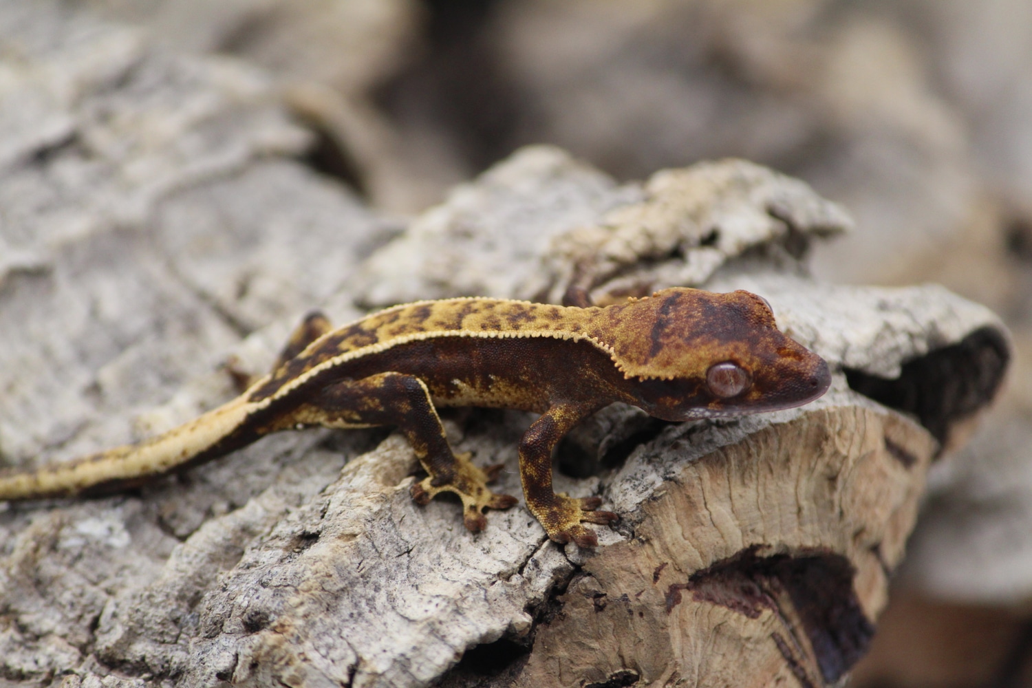 66% Het Axanthic Crested Gecko by Exotic__Heights - MorphMarket