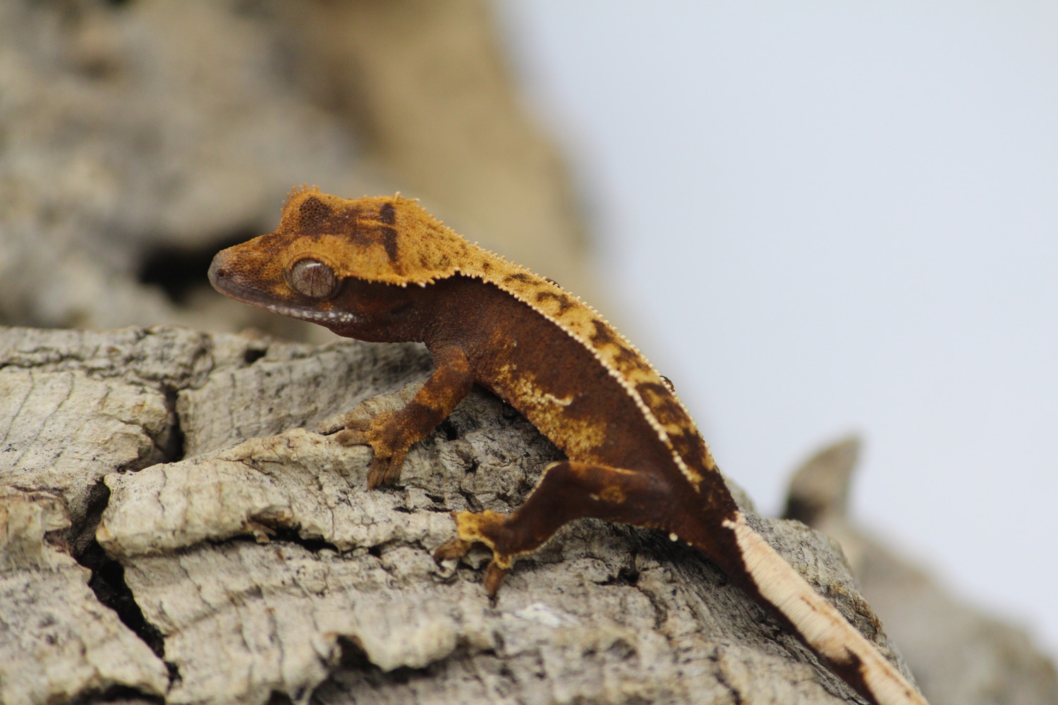 66% Het Axanthic Crested Gecko by Exotic__Heights - MorphMarket