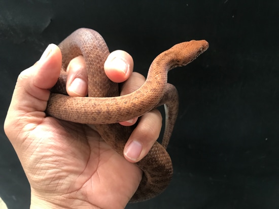 Anthill (Pygmy) Python Pygmy Python by Anthony Wrenn Reptiles