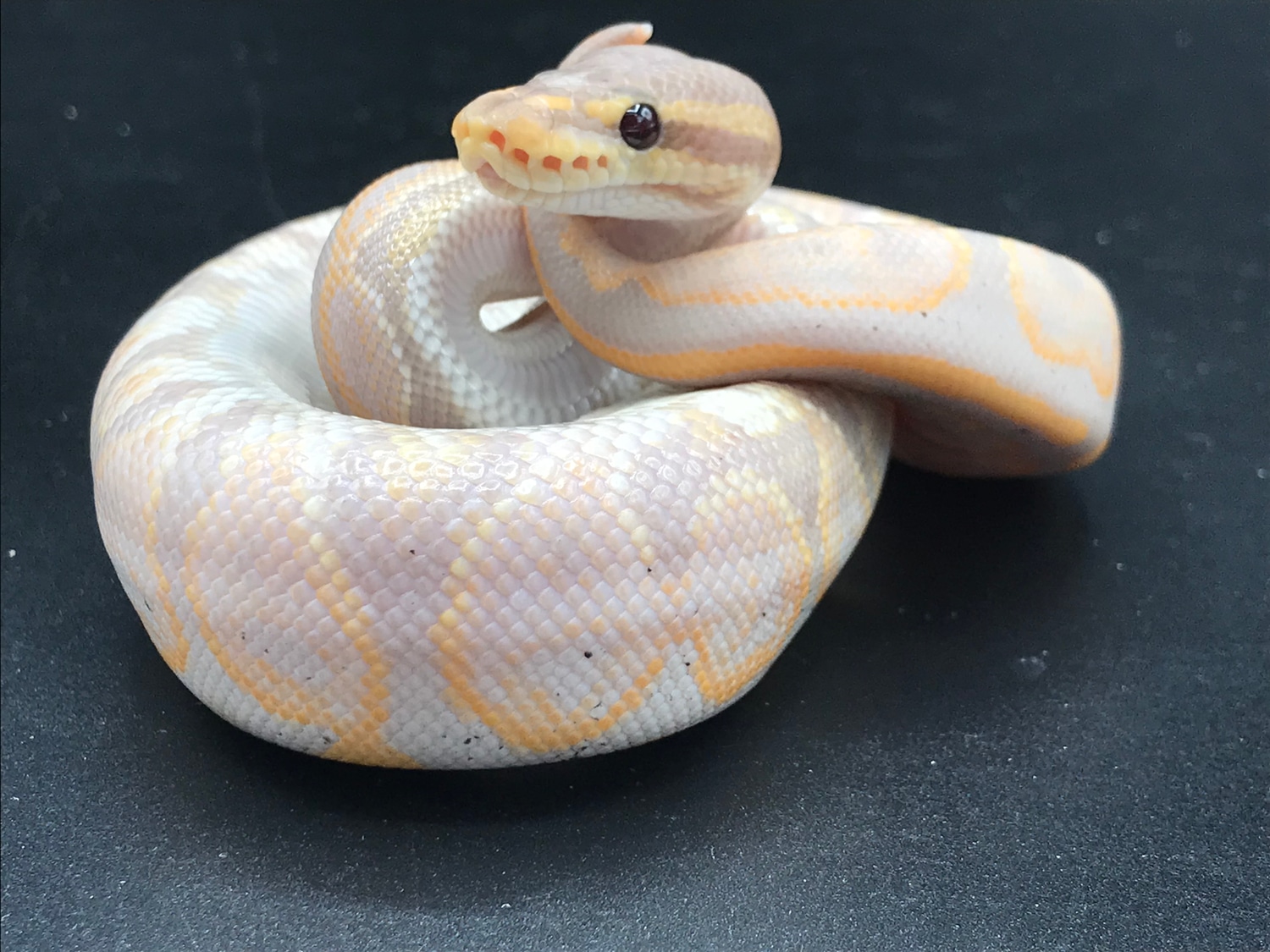 Black Pastel Coral Glow Ball Python by Anthony Wrenn Reptiles - MorphMarket