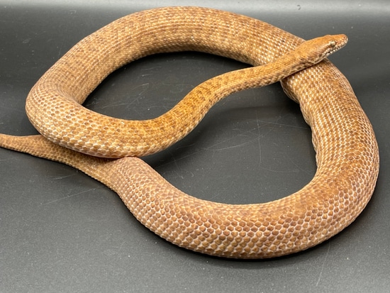 Adult Anthill Python Pygmy Python by Anthony Wrenn Reptiles