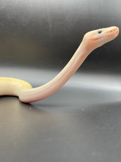 White Puma W/paradox Spot Ball Python by Anthony Wrenn Reptiles