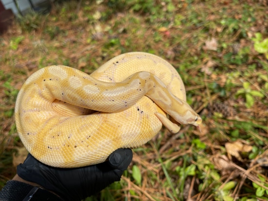 Genetic Surprise Animal! Ball Python by Anthony Wrenn Reptiles