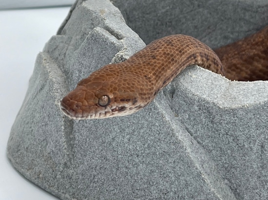 DWARF Python Adult Male Pygmy Python by Anthony Wrenn Reptiles