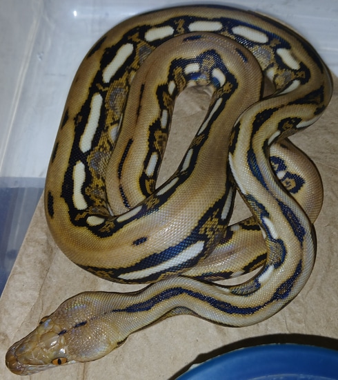 Tiger Reticulated Python by T n' A Retics