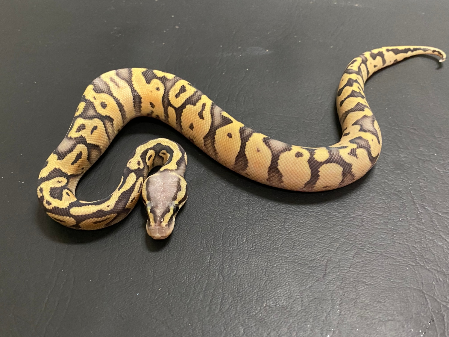 Super Pastel Hypo Het Pied Ball Python by Anthony Fleming Reptiles ...