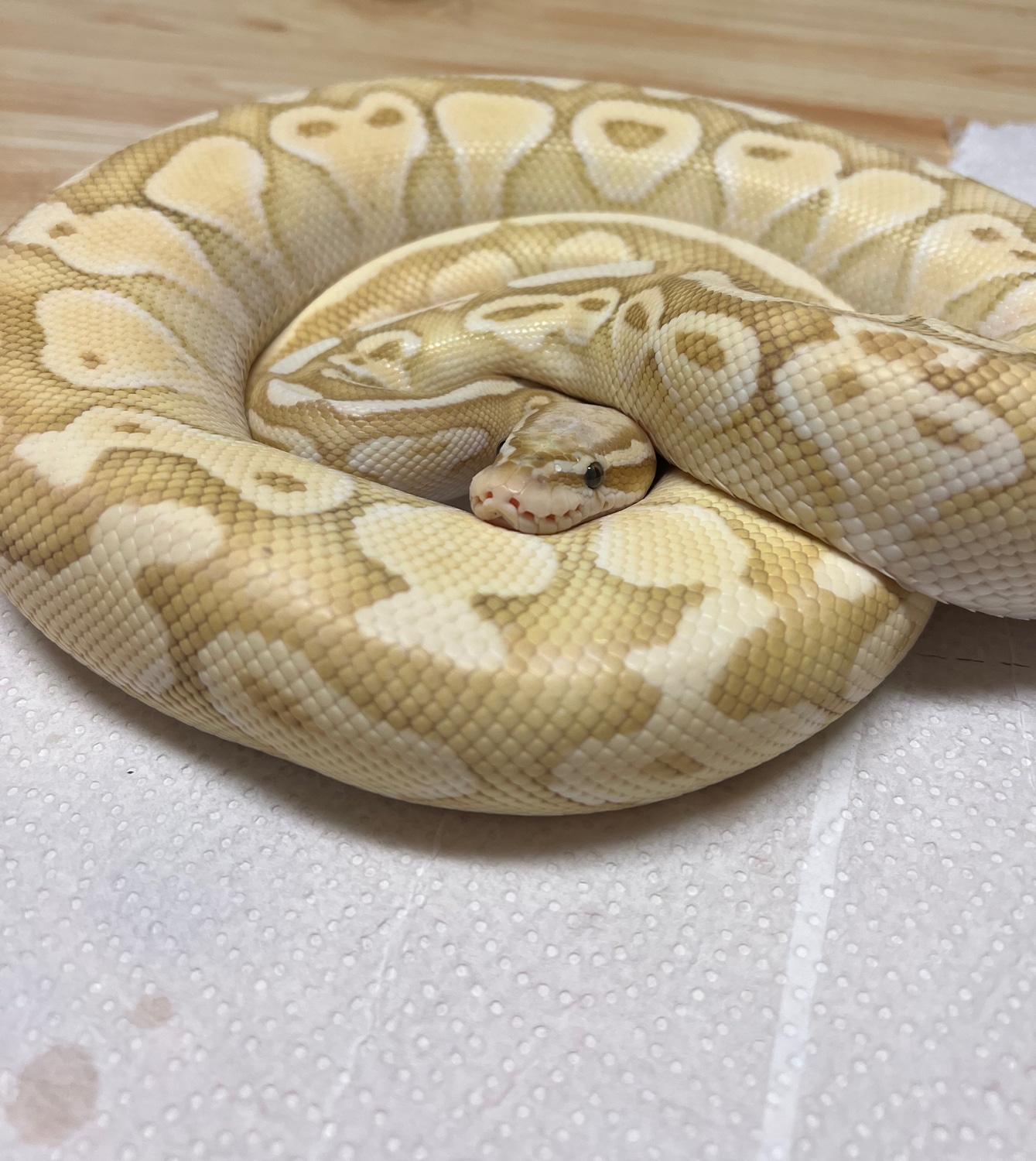Banana Lesser Pastel Ball Python by AMS Reptiles - MorphMarket
